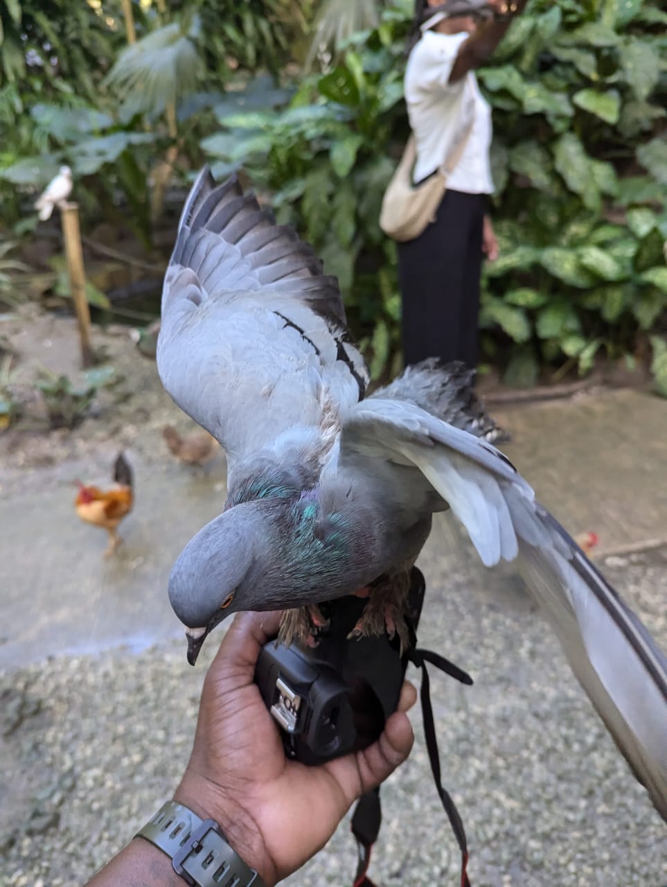 a pigeon landing on a camera